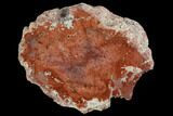 Wide, Polished Red Petrified Wood Limb - Madagascar #96853-1